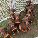 Dobermann Welpen